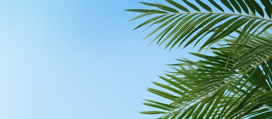 The lush leaves of the green areca palm stand out against a backdrop of bright blue sky