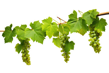 bunch of grapes on vine. Isolated on transparent background with clipping path.