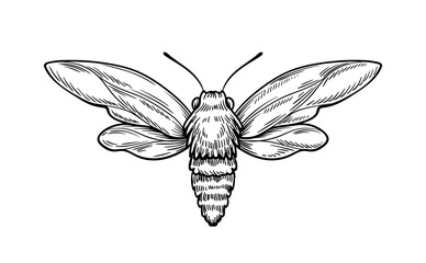 Hand drawn insect vector concept