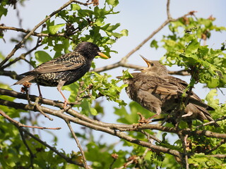 Stare werden von der Mutter gefüttert