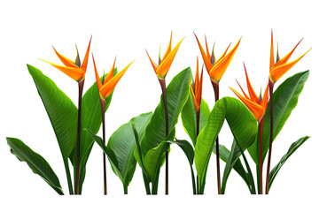 Orange Strelitzia Reginae Tropical Flowers