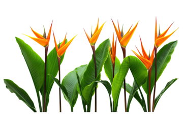 orange Strelitzia Reginae tropical flowers, isolated on a transparent background. PNG, cutout, or clipping path.	
