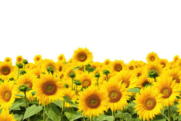 Bunch of sunflower frame border for text and design with copy space, isolated on a transparent background. PNG cutout or clipping path.	
