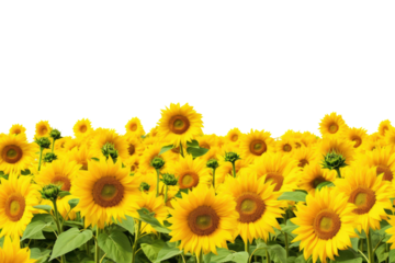 Bunch of sunflower frame border for text and design with copy space, isolated on a transparent background. PNG cutout or clipping path.	
