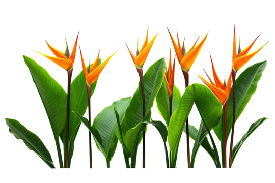 orange Strelitzia Reginae tropical flowers, isolated on a transparent background. PNG, cutout, or clipping path.	
