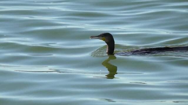 The bird swims across the lake and then dives into the water. Waves run across a pond. Slow Motion (120fps). The great cormorant (Phalacrocorax carbo), known as the black shag or kawau