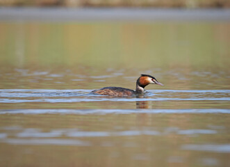 Haubentaucher am Obersee in Bielefeld Schildesche