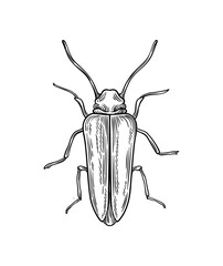 Hand drawn insect vector concept