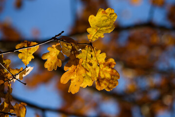 brown leaves on oak branches in a sunny autumn day