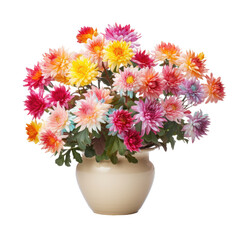 colorful chrysanthemum flowers on a pot, isolated on a transparent background with a clipping path. Home garden decor plants.	
