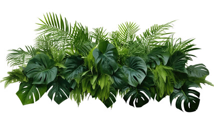 Tropical leaves foliage plant bush floral arrangement (Areca palm, Philodendron, Swiss cheese ,Bamboos) isolated on a transparent background. PNG, cutout, or clipping path. - obrazy, fototapety, plakaty
