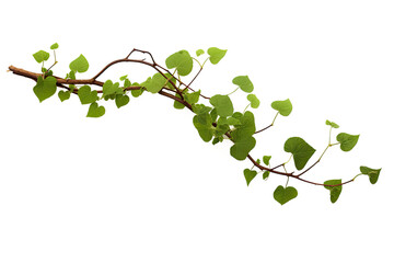 vine green grape ivy plant, leaves tropic hanging, border decoration plant. Isolated on a transparent background. PNG, cutout, or clipping path.