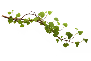 Fotobehang vine green grape ivy plant, leaves tropic hanging, border decoration plant. Isolated on a transparent background. PNG, cutout, or clipping path. © Transparent png