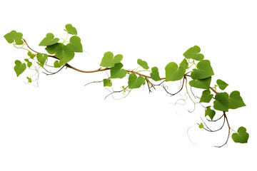 vine green grape ivy plant, leaves tropic hanging, border decoration plant. Isolated on a transparent background. PNG, cutout, or clipping path. - obrazy, fototapety, plakaty