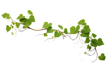 Foto op Canvas vine green grape ivy plant, leaves tropic hanging, border decoration plant. Isolated on a transparent background. PNG, cutout, or clipping path. © Transparent png