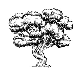 Oak trees vector hand drawn sketch © Aleksey