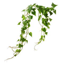 vine green ivy plants, leaves tropic hanging, border decoration plants. Isolated on a transparent background. PNG, cutout, or clipping path.	
