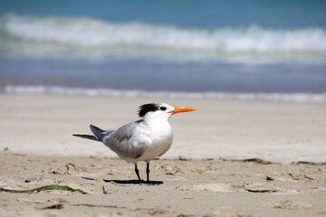 Seagull standing on a sand on sea waves background. Vacation on sunny coast