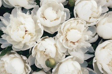 white peonies close up background