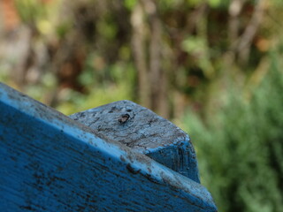 Small fly perched on a blue wood 