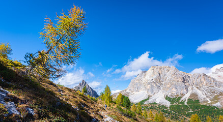 A larch tree in autumn color stands crooked on a mountainside in the Dolomites, Italy