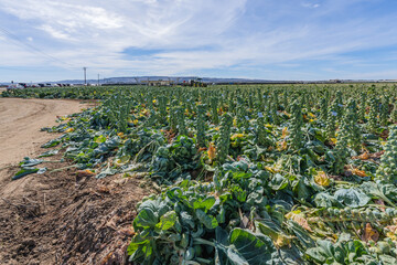 Fototapeta na wymiar Brussels sprouts agricultural field, bathed in the warm hues of the harvest season, with rows of lush green plants ready for picking