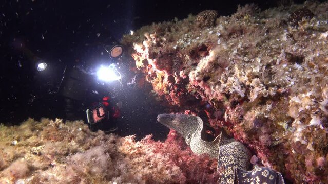 Underwater videographer filming a moray eel on a night dive