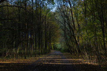 Obraz premium Jesienna aleja drzew.