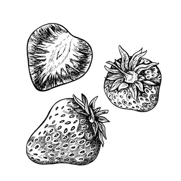 Strawberry, hand drawn black and white graphic vector illustration. Isolated on a white background. For labels, printed materials. For designer packaging, banners and menus, cards, textiles and poster