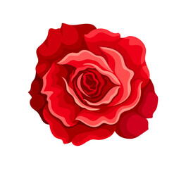 Watercolor cute rose vector