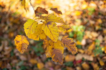 Autumn leaves on a tree