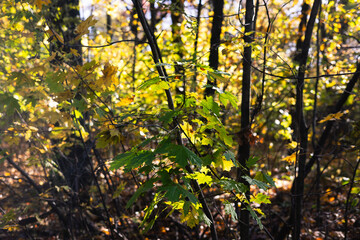 Autumn forest on a sunny day