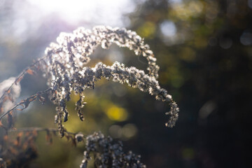 Fototapeta premium Dried autumn flowers under the sun