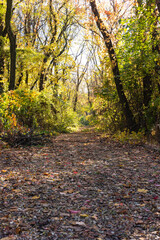 Road in autumn deciduous forest