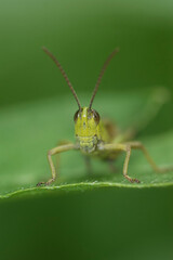 Vertical frontal closeup on the European meadow grasshopper, Pseudochorthippus parallelus