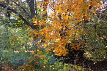 Autumn leaves on a tree