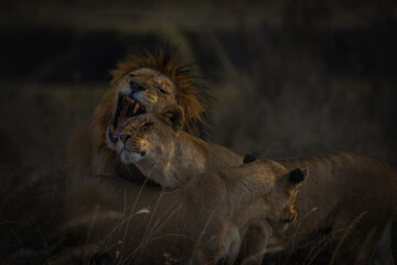 Couple of lions on honeymoon in Serengeti National Park, Tanzania.