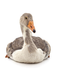 Obraz premium Beautiful gray goose.