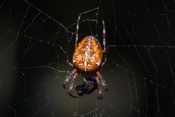 European garden spider, diadem spider, orangie, cross spider and crowned orb weaver (Araneus...