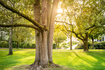 Hamburg, Germany. Trees in the Alster Park in the city center.