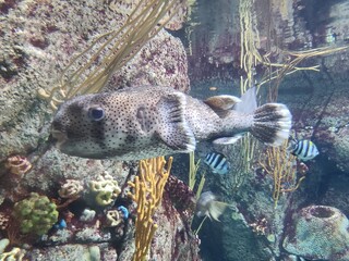 Pufferfish in Aquarium © Kelly
