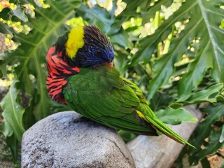 Parrot Bird Closeup