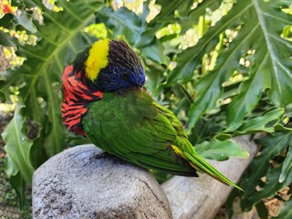 Parrot Bird Closeup