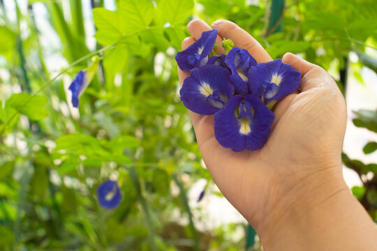 Hand holding fresh, organic butterfly pea flower harvested from home garden