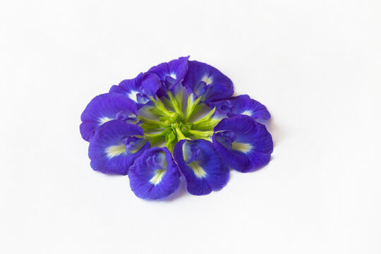 Fresh blue butterfly pea, aka Asian pigeonwings or Clitoria ternatea, bunga telang, aparajita, gokarn flowers on white background