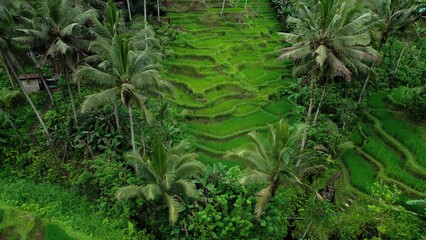Aerial view of green agriculture rice fields on Bali Island Indonesia. Famous tourist attraction.
