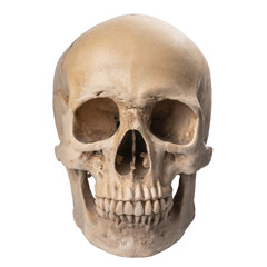 realistic human skull, isolated on a transparent background with a PNG cutout or clipping path.	
