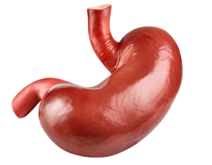 Realistic human stomach anatomy isolated on transparent background with clipping path cut-out.