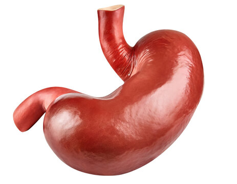 Realistic human stomach anatomy isolated on transparent background with clipping path cut-out.