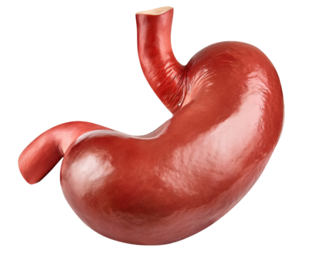 Realistic human stomach anatomy isolated on transparent background with clipping path cut-out.